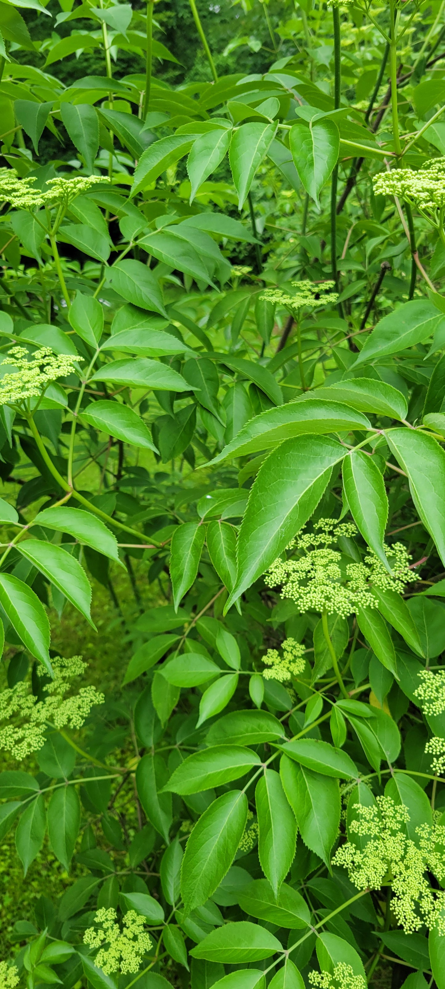 Elderberry Syrup Kit