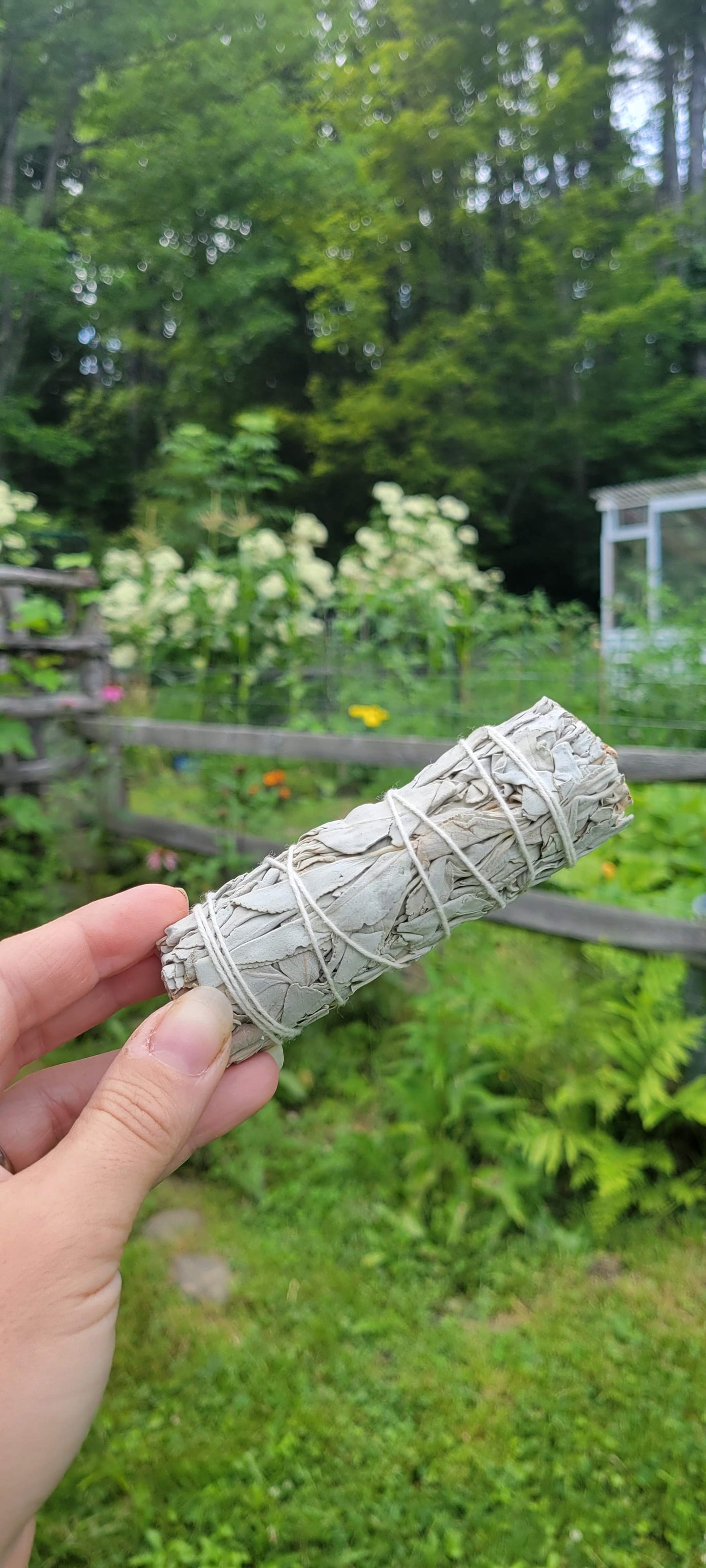 White Sage "Smudge" Sticks